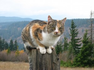 krásna-mačka-v-krásnej-krajine