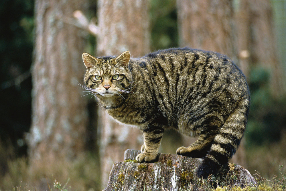 europska diva mačka
